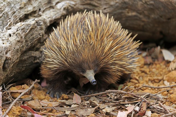 Short-beaked echidna