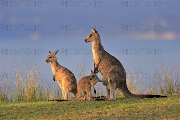 Eastern giant grey kangaroo