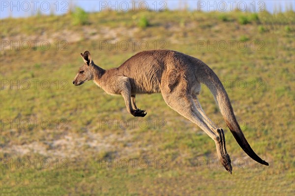 Eastern grey kangaroo