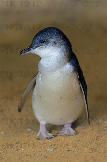 Little penguin