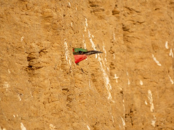 Southern carmine bee-eater