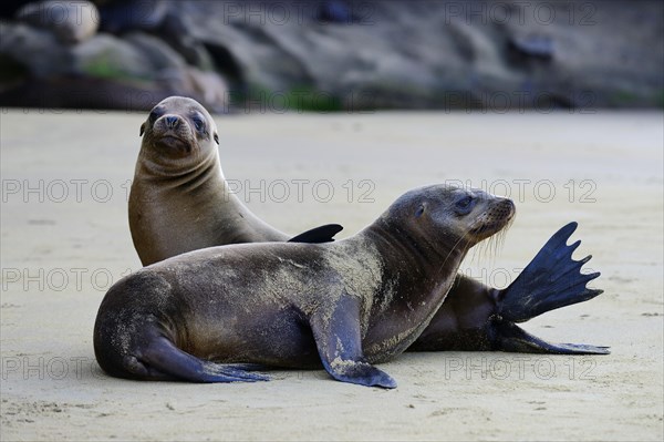 Two Galapagos sea lions