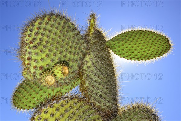 Tree opuntia