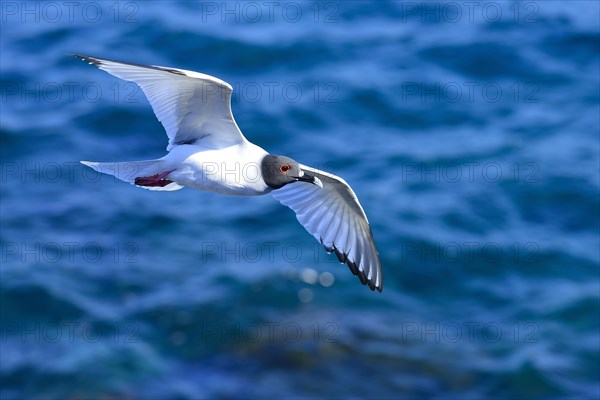 Swallow-tailed gull