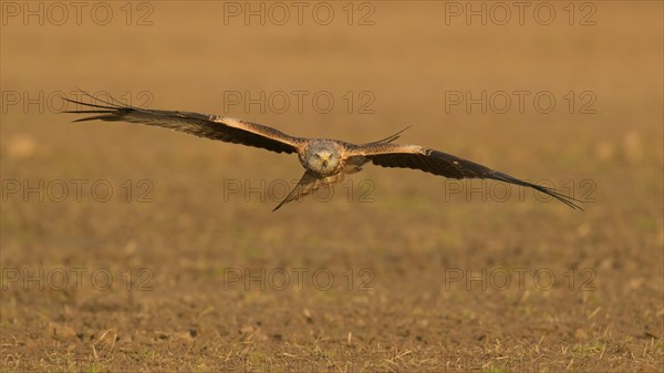 Red kite