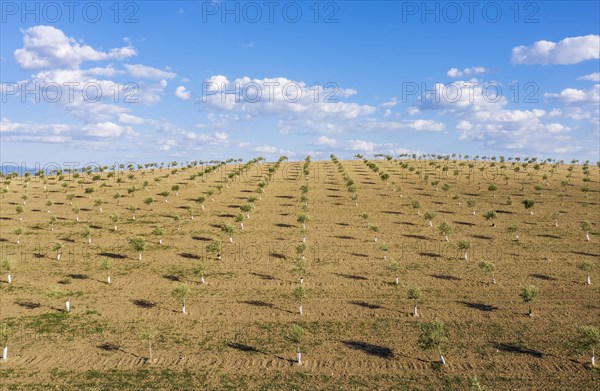 Cultivated young olive trees