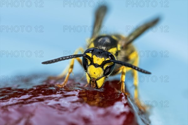 German wasp