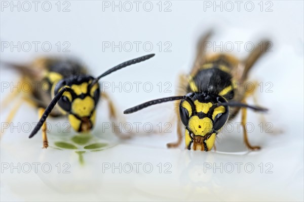 German wasps