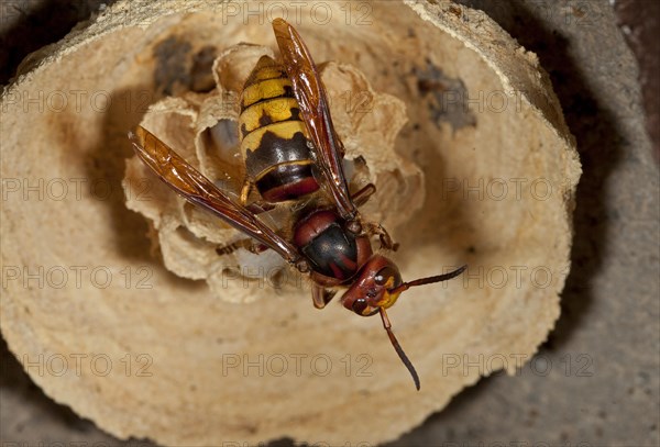 European hornet