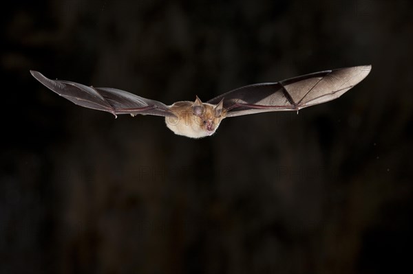 Greater horseshoe bat