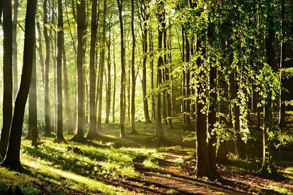 Sunny natural beech forest