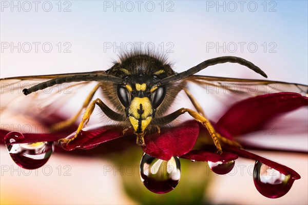 Macro focus Stacking