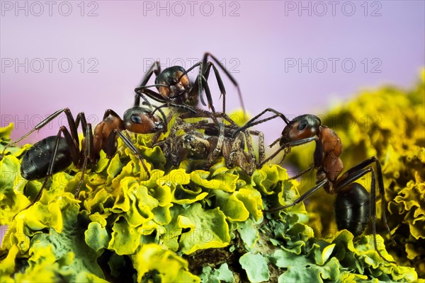 Focus Stacking