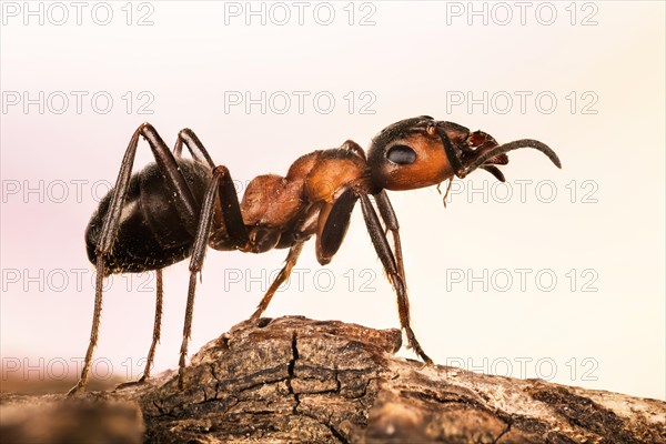 Focus Stacking