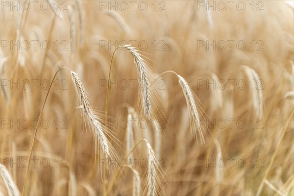 Ears of corn in a field