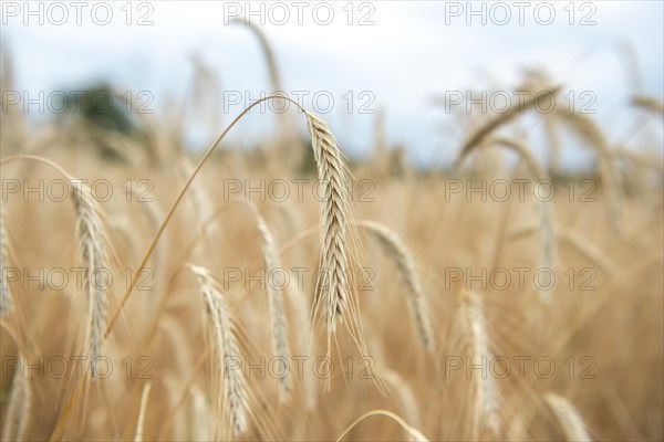 Ears of corn in a field