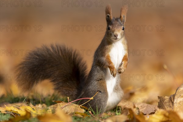 Eurasian red squirrel