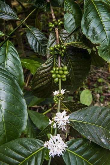 Close up of coffee beans