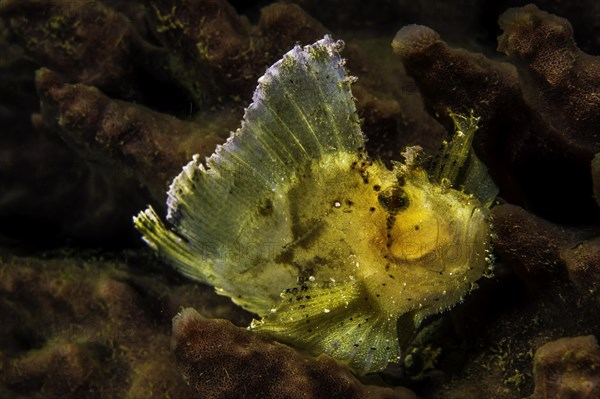 Leaf scorpionfish