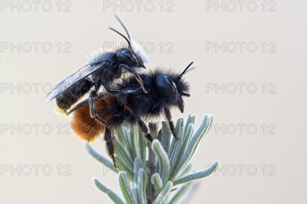 Hornfaced bee