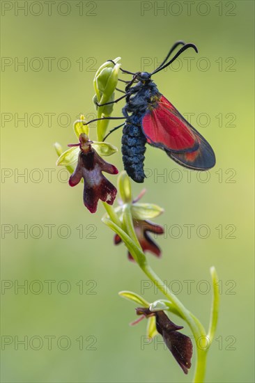 Fly orchid