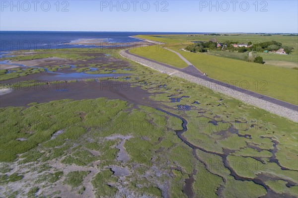 Salt marshes in front of the dike