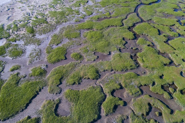 Salt marshes in front of the dike