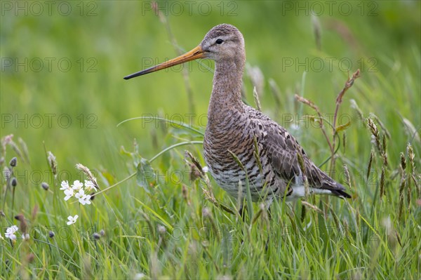 Black-tailed godwit