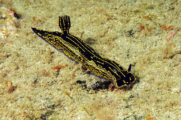 Sea slug