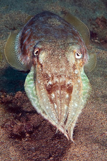 Cuttlefish