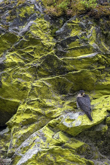 Peregrine falcon Falcon