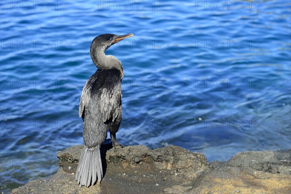 Flightless Cormorant