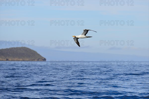 Nazca Booby