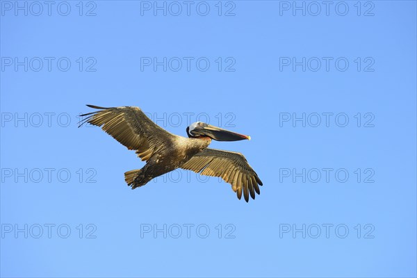 Brown Pelican