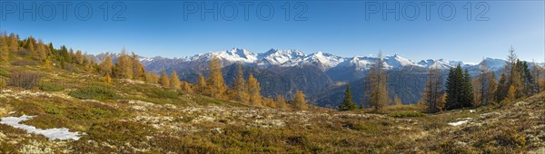 Autumn larch meadows