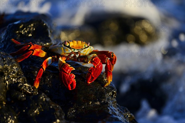 Red rock crab