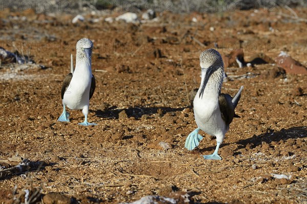 Courting blue-footed boobies