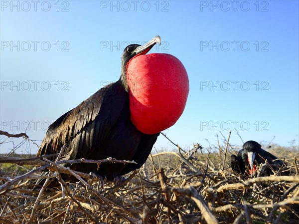 Courting banded frigatebird