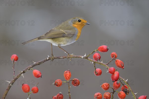 European robin