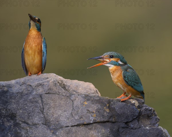 Common kingfisher