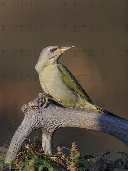 Grey-headed woodpecker