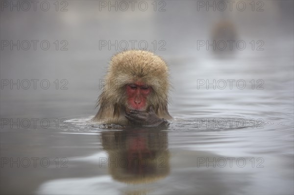 Japanese macaque