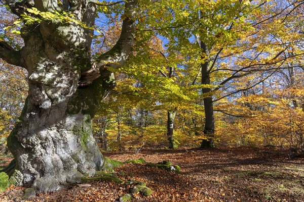 Old copper beech