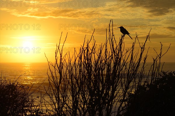 Galapagos mockingbird