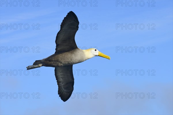 Waved albatross