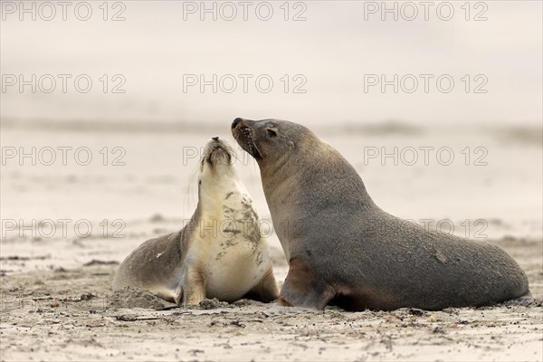 Australian sea lion