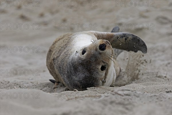 Australian sea lion