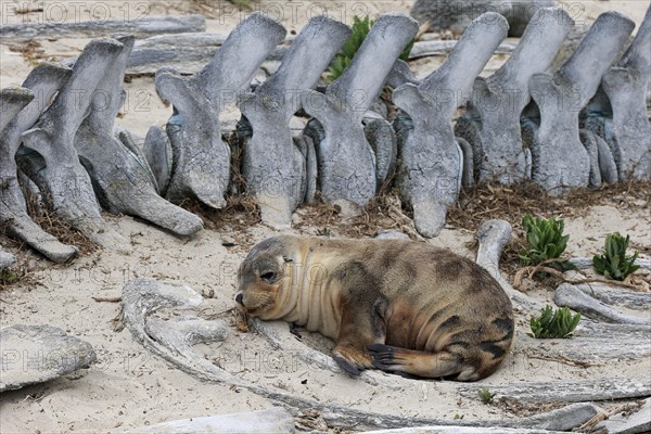 Australian sea lion