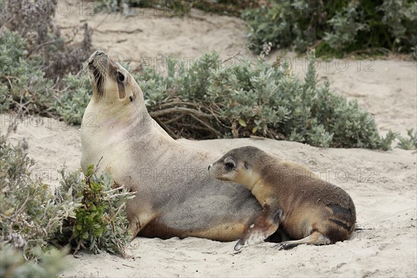 Australian sea lion