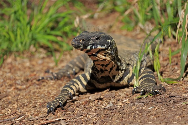 Lace monitor a